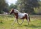 A young skewbald horse runs on a lunge