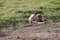 Young skinny lioness grooming itself while sitting on the grass in the Amboseli National Park, Kenya