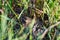 Young Skylark hiding in grass