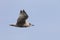 Young slaty-backed gull in flight