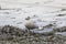 Young Slaty-backed gull walking along the shore