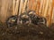 Young sleepy Barn swallows in nest