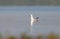 The young slender-billed gull