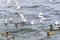 Young Slender-billed gull Larus genei, Chroicocephalus genei and many Beautiful Mallard duck, or Wild Duck Anas platyrhynchos