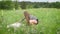 Young slim woman is stroking big white lying dog and smiling in a field with many small white flowers, in summer day