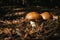 Young slippery Jack Fungi, Suillus luteus on autumn forest background with pine needles, close-up view. Harvest mushroom