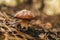 Young slippery Jack Fungi, Suillus luteus on autumn forest background with pine needles, close-up view. Harvest mushroom