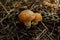 Young slippery Jack Fungi, Suillus luteus on autumn forest background with pine needles, close-up view. Harvest mushroom