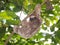 Young sloth climbing on a branch in the jungle