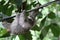 Young Sloth hanging on a cable, Costa Rica