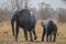 Young small African elephant walking alongside his mother in savannah landscape, Pendjari National Park, Benin