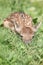 Young small buck hiding in the grass