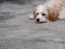 Young small cute lovely dirty crossbreed dog on the floor