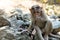 Young small cute male monkey looking straight into the camera with one hand on mouth and another holding the nearby rocks