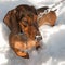 Young small dachshund is in the snow