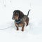 Young small dachshund is in snow