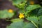 Young, small, flourishing green cucumber growing in the garden in the garden outdoors.