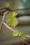 Young small grape leaves grows in the spring garden on the branch