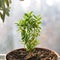 Young small green myrtle with leaves, growing in sunlight in pot close up. Evergreen plant, used for decoration