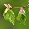 Young small linden leaves in an early spring