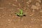 Young small mustard plant growing in garden farm , india