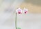 Young small orchids grow in transparent pots and bloom pink. close up photo