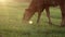 A young small red calf is grazing in a meadow. Agriculture. Cattle breeding