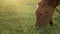 A young small red calf is grazing in a meadow. Agriculture. Cattle breeding