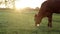 A young small red calf is grazing in a meadow. Agriculture. Cattle breeding