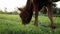 A young small red calf is grazing in a meadow. Agriculture. Cattle breeding