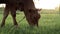 A young small red calf is grazing in a meadow. Agriculture. Cattle breeding