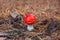 Young, small, with a red hat poisonous mushroom forest amanita growing in a spruce forest.