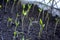 A young, small seedling of newly planted seeds of sweet bell peppers in the ground.