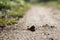 Young small snail crosses the path. Blurred background