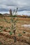 Young and small specimen of olive tree planted in La Rioja, Spain