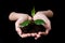 Young small sprout for planting in the ground in the hands, two hands holding for a young green plant, planting tree, love nature