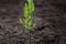 Young small sprouts of asparagus of the first year of life grown from seeds