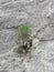 Young small tree determined to cling to a cliff and survive