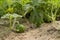 Young small watermelon in the garden in fine clear weather closeup