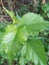 young and small white mulberry plants