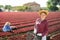 Young smiling girl farm worker standing on field during red lettuce harvest