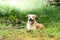 Young smiling labrador lying in the grass