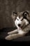 Young smiling Malamute on a sofa