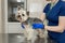 Young smiling professional veterinarian woman exam dog breed yorkshire terrier using stethoscope