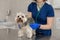 Young smiling professional veterinarian woman exam dog breed yorkshire terrier using stethoscope