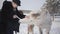 Young smiling woman petting muzzle of adorable white thoroughbred horse in winter ranch. urious animal trying to chew a