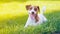 Young smooth-coated Jack Russell Terrier dog