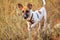 Young smooth fox terrier dog in the field