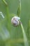 Young snail