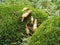 The young snail crawled on the rock that was overgrown with moss and small bushes